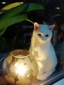 Pat 05 Romantische poes